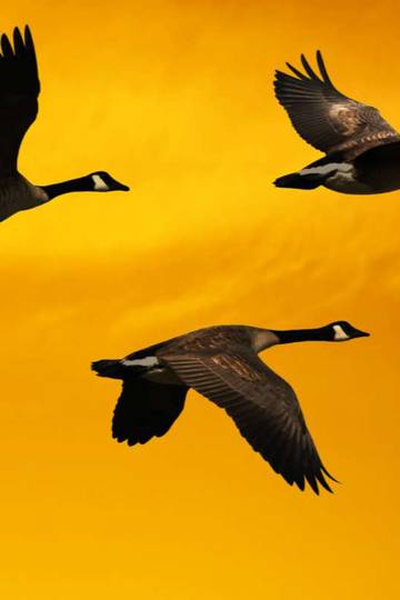 geese flying