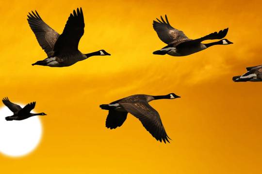 geese flying