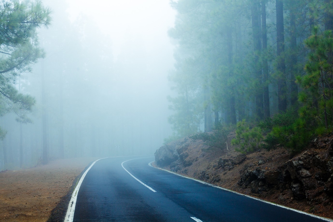 foggy forrest road
