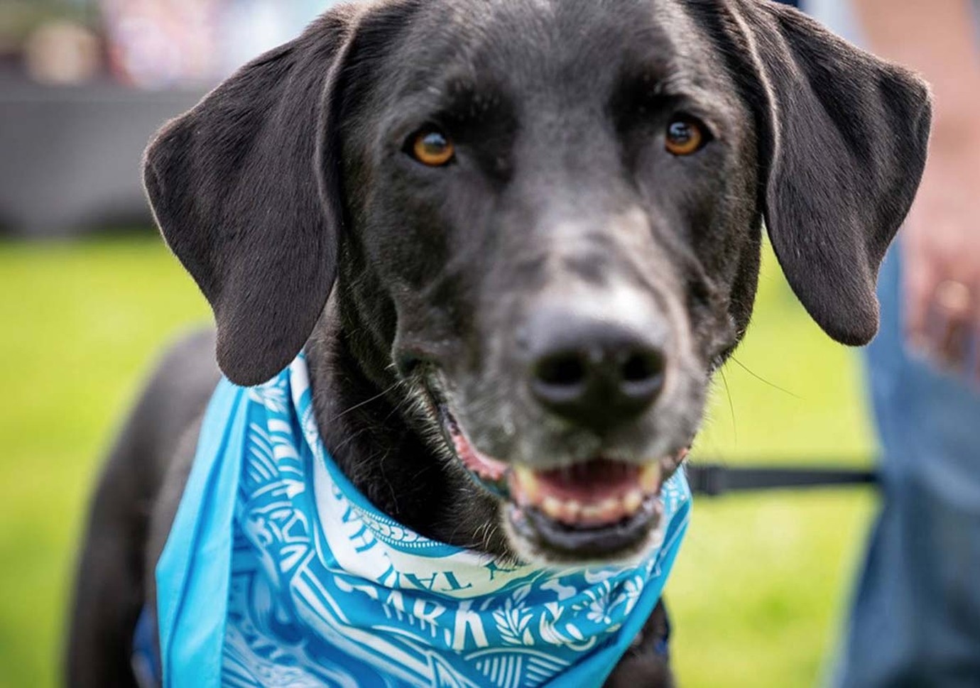 Core pet health services