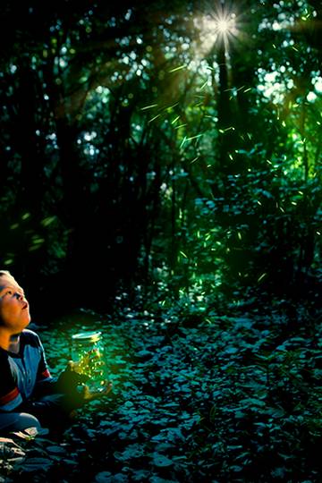 little boy looking at fireflies