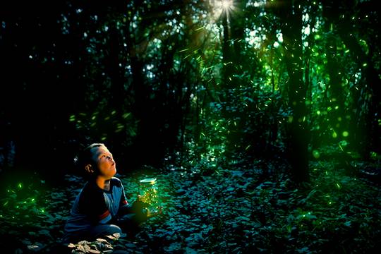 little boy looking at fireflies