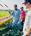 CORE volunteers harvesting broccoli.